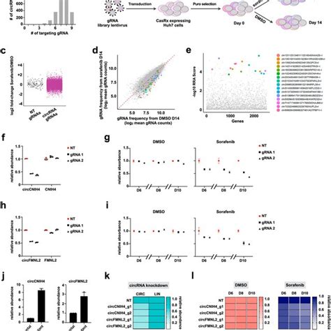 Characteristics Of Cas13d Mediated CircRNA Knockdown A Optimized