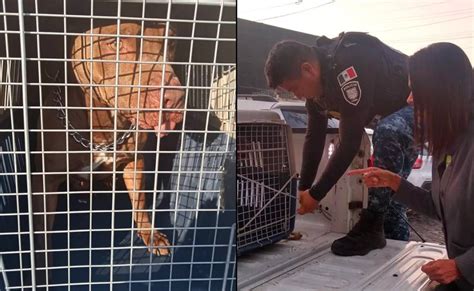 Asaltantes sueltan a perro pitbull para atacar a policía de la CDMX ya