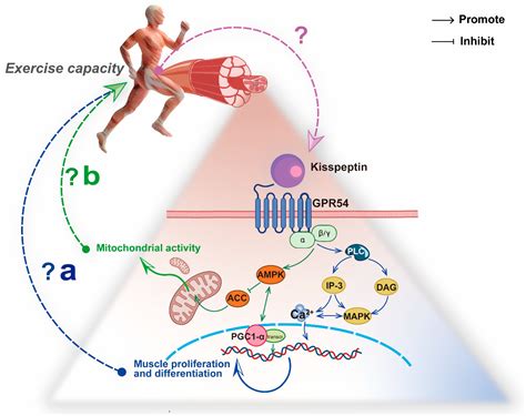 Cells Free Full Text Novel Insight Into The Role Of The Kiss1 GPR54