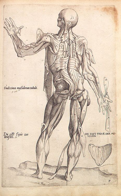 Andreas Vesalius Anatomical Drawings Livros De Anatomia Desenho