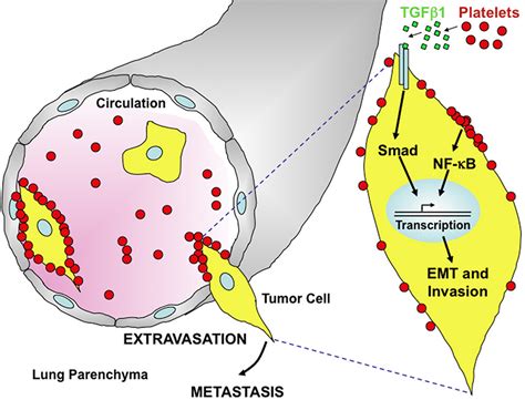 The Role Of Platelets In The Regulation Of Tumor Growth And Metastasis