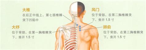 慢性支气管炎艾灸哪个部位图解 艾灸哪个穴位最好 乡间郎中