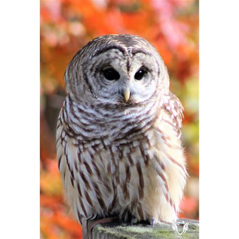 Wings & Natural Things: Barred Owl with Foliage