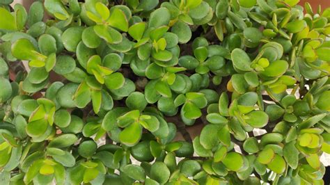 Crassula Ovata O Rbol De Jade Plant Atelo Plantas