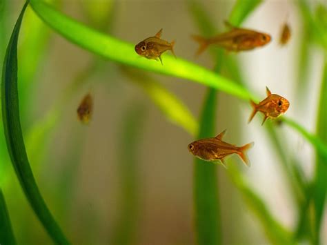 Peces Tetra Características Y Cuidados Kiwoko