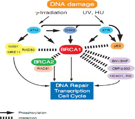 Figure 2 From ROLE OF BRCA1 AND BRCA2 GENES IN CELLULAR METABOLISM AND