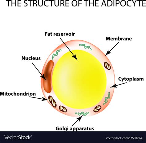 Anatomical structure fat cells Royalty Free Vector Image