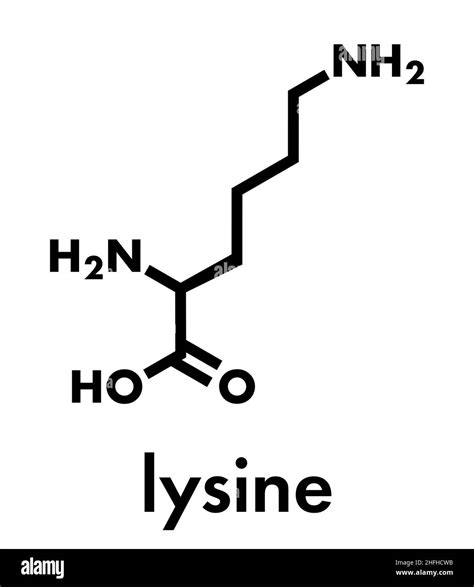 Lysine L Lysine Lys K Amino Acid Molecule Skeletal Formula Stock Vector Image And Art Alamy