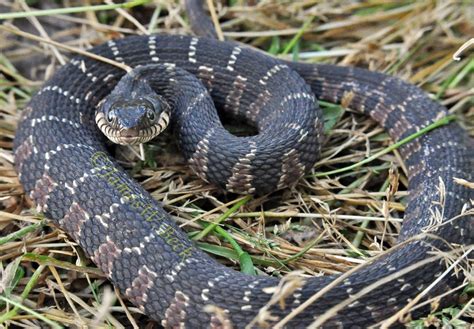 Plain Bellied Watersnake Common Snakes Identification Guide For The