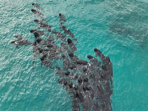 Muere Casi Un Centenar De Ballenas Piloto Varadas En Australia