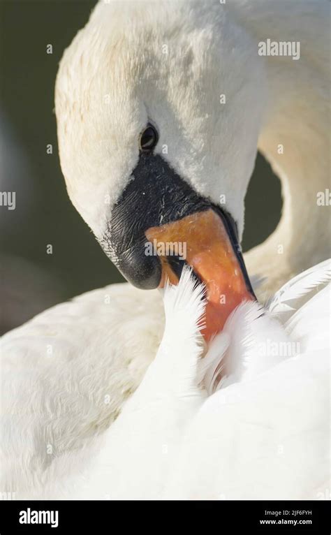 Male Mute Swan Cygnus Olor Preening Close Up Of Head And Neck Stock