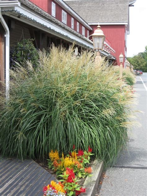 Eulalia Grass Umass Amherst Greenhouse Crops And Floriculture Program