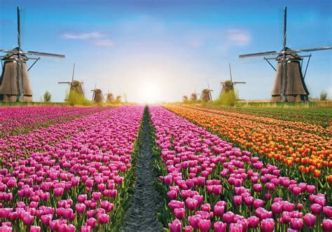 Holland zur Tulpenblüte Reise Niederlande Südholland