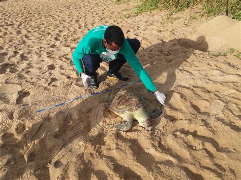 Tartaruga Marinha é Encontrada Morta Na Praia De Cruz Das Almas Em