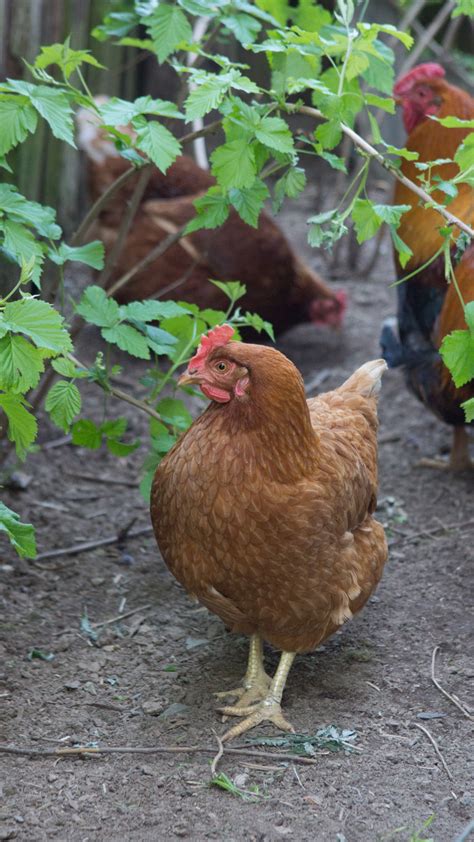 รูปภาพ : นก, ย่าง, ปาก, เนื้อ, ไก่, สัตว์ป่า, สัตว์ปีก, galliformes ...