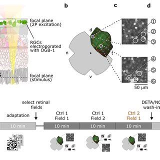 Pdf Nitric Oxide Mediates Differential Effects In Mouse Retinal