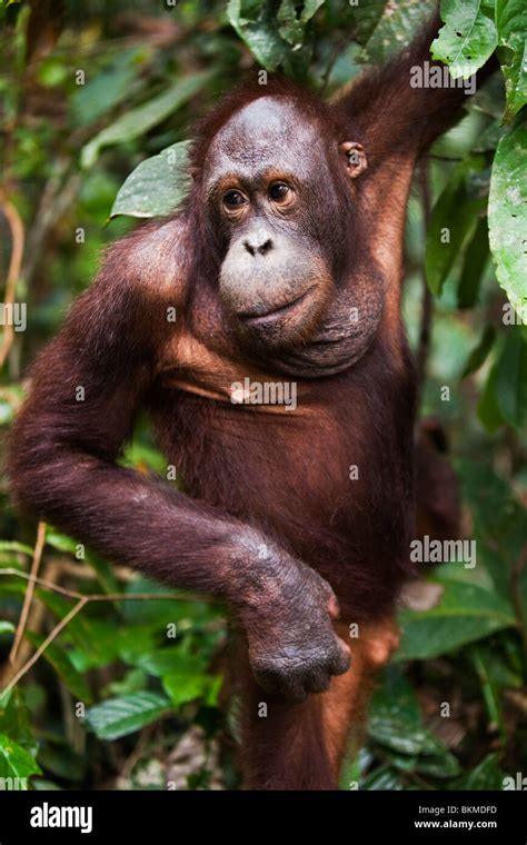 Orangutan Pongo Pygmaeus At The Sepilok Orangutan Rehabilitation