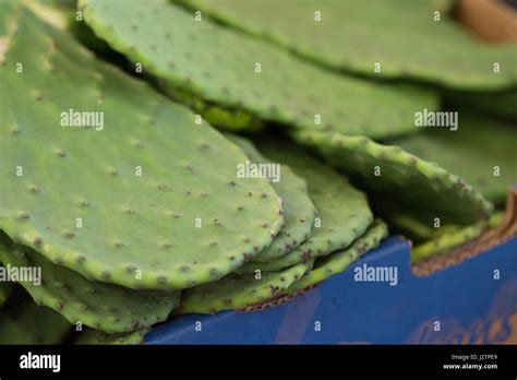 Vegetable Nopales Hi Res Stock Photography And Images Alamy