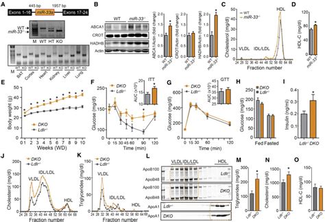 Genetic Dissection Of The Impact Of Mir 33a And Mir 33b During The