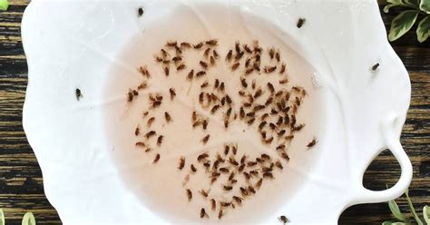 How To Get Rid Of Fruit Flies And Gnats The Premier Daily