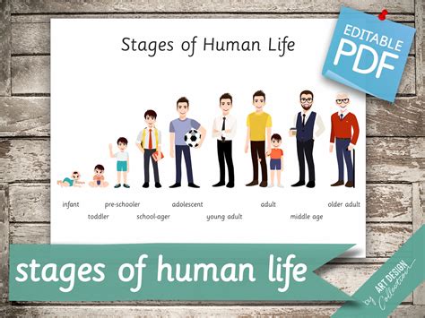 STAGES of HUMAN LIFE 22 Montessori Cards Flash Cards Nomenclature ...