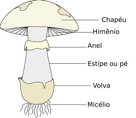 Cogumelo Reino Fungi InfoEscola