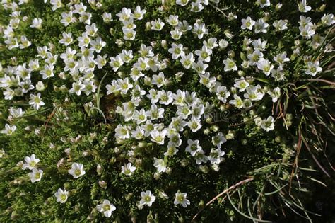 Minuartia Recurva Wild Plant Stock Photo Image Of Summer Beautiful