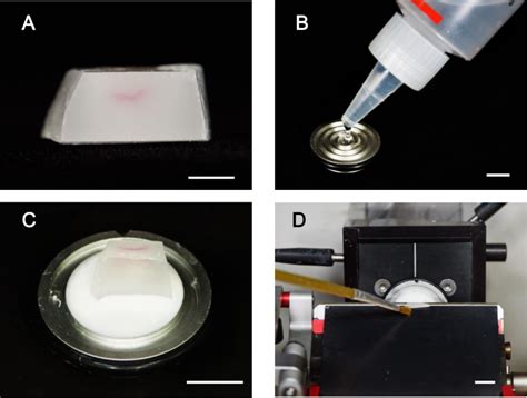 Hybrid Cut An Improved Sectioning Method For Recalcitrant Plant Tissue