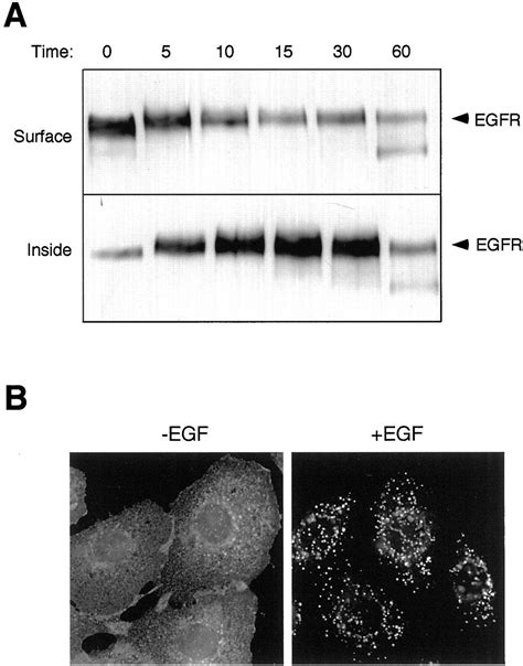 Regulation Of Epidermal Growth Factor Receptor Signaling By Endocytosis