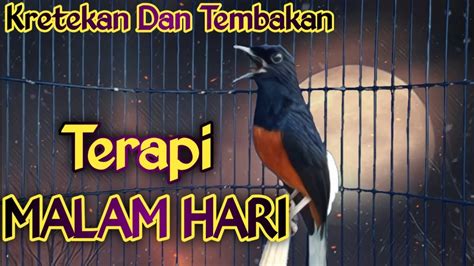 MASTERAN MURAI BATU GACOR MALAM HARI NAIKAN EMOSI MURAI BATU LAIN JADI