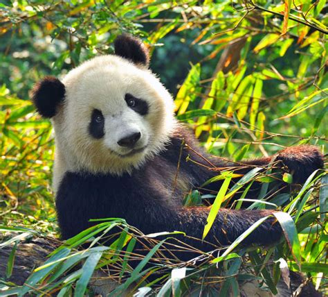 大熊猫图片 饥饿的大熊猫正吃竹子素材 高清图片 摄影照片 寻图免费打包下载