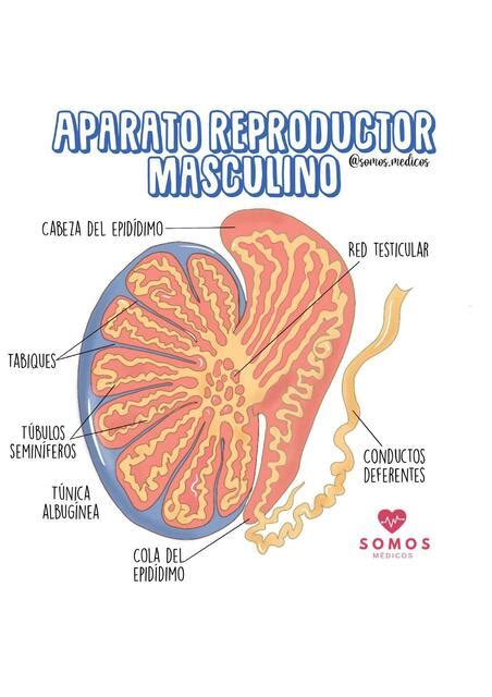 Aparato Reproductor Masculino Fanpage Somos Médicos uDocz