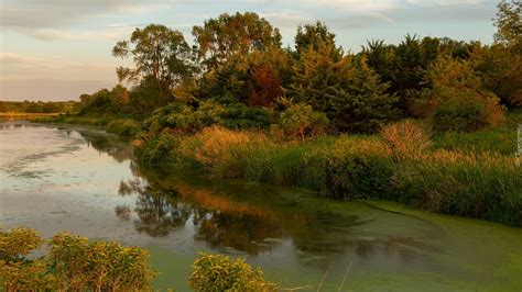 Krzewy Nad Jeziorem Prairie Rose Lake