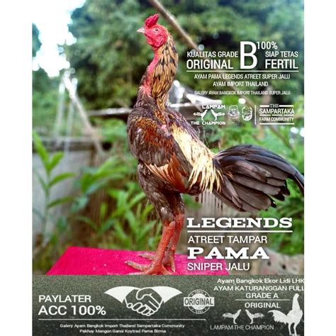 Jual Ayam Bangkok Asli Pama Iq Thailand Telur Fertil Grade B Shopee