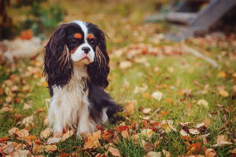 What Is The Difference Between King Charles Spaniel And Cavalier