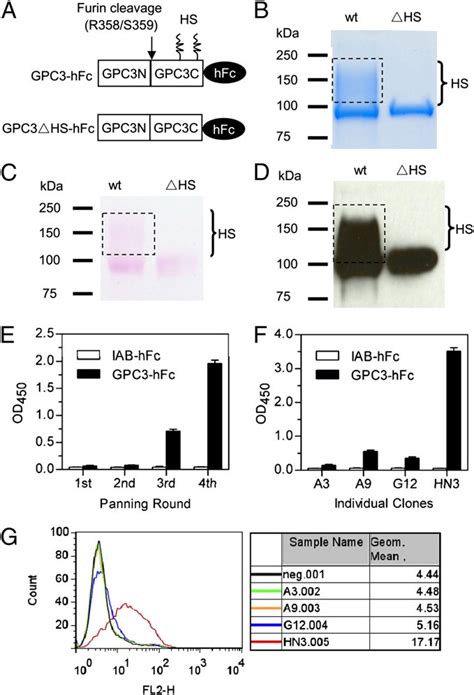 Preparation Of Recombinant Gpc3 Proteins And Discovery Of Hn3 A Download Scientific Diagram