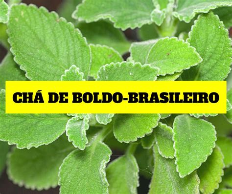 Nutriela Chá de Boldo brasileiro Benefícios Cura Ressaca Faz Mal