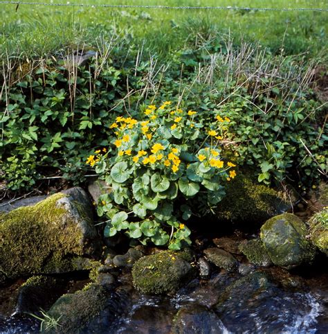 Caltha Palustris L Sumpf Dotterblume Marsh Marigold Flickr