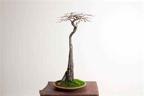 Bonsai Mirai: The art of creating the perfect bonsai tree