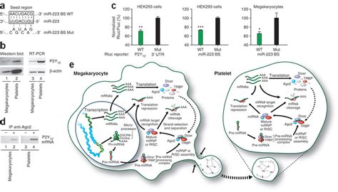 Ago Mir Complexes May Regulate P Y Mrna Expression In