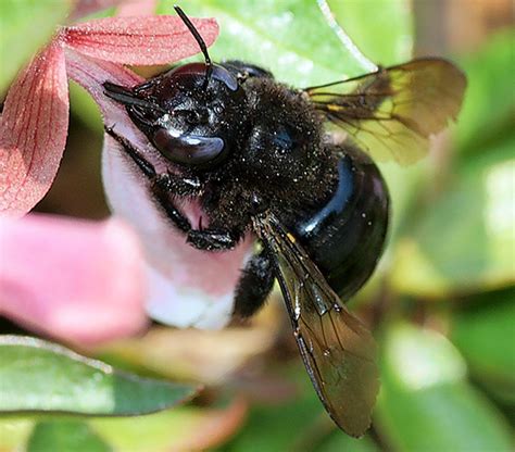 Large Black Bee Xylocopa Tabaniformis Bugguidenet