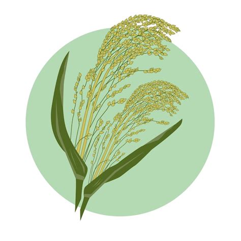 Premium Vector Greenyellow Colors Millet Hand Drawn Cereal Seed Plant