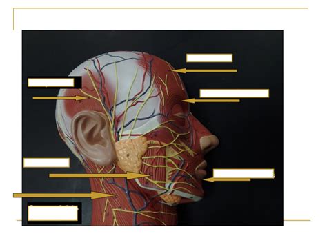 Muscles Of The Axial Skeleton 2 Diagram Quizlet