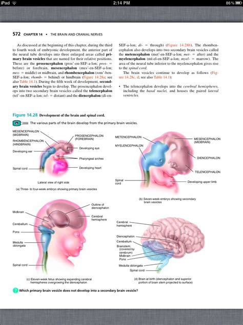 Principles Of Anatomy And Physiology Chapter 14 The Brain And Cranial