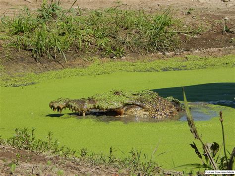 Actualizar 37 Imagen Cuales El Ambiente Del Cocodrilo Abzlocal Mx