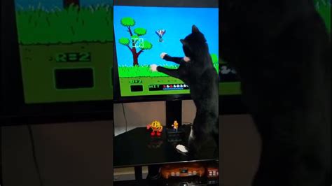 I Taught My Cat To Play Duck Hunt Gamer Cat Youtube