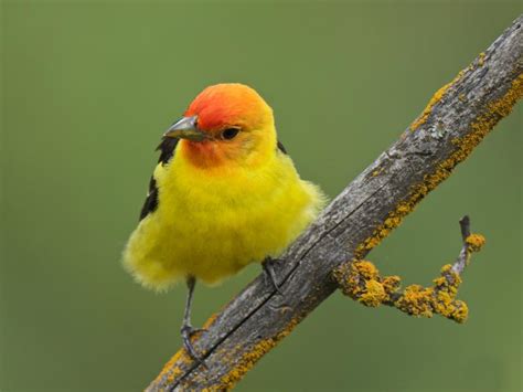 Western Tanager, male | BirdNote