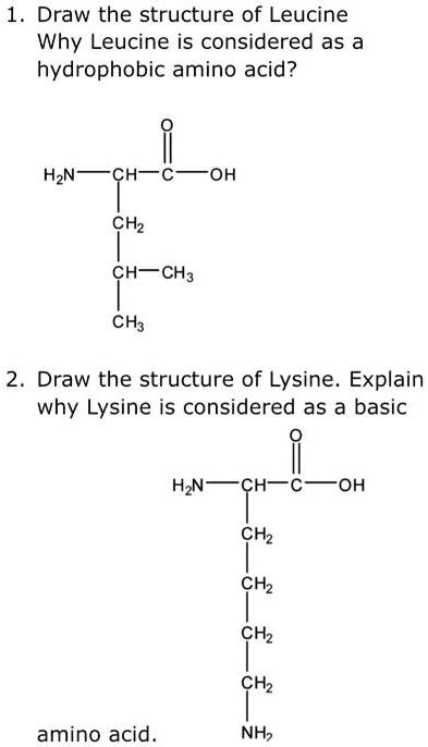 SOLVED Draw The Structure Of Leucine Why Leucine Is Considered As A