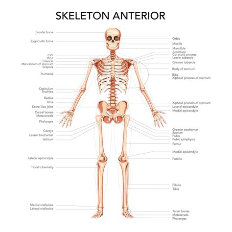 Human Skeleton Diagram PNG, Vector, PSD, and Clipart With Transparent ...