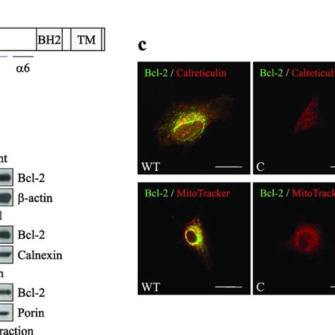 The Expression And Subcellular Distribution Of Wild Type And Mutant